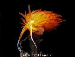 fire nudi by Serhat Tasgedik 